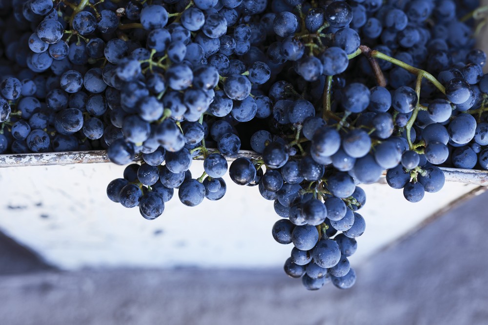 Ruca Malen viña image